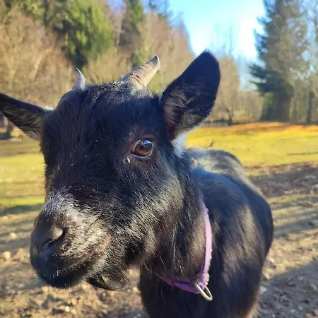 Σπίτι διακοπών La P'tite Riviere *