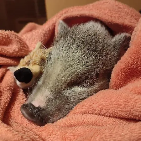 Σπίτι διακοπών La P'tite Riviere Saint-Nabord