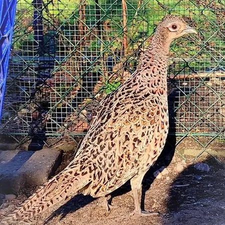 La P'tite Riviere Saint-Nabord