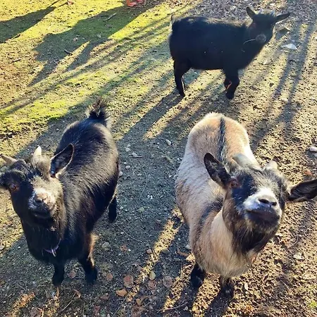 Vakantiehuis La P'tite Riviere *