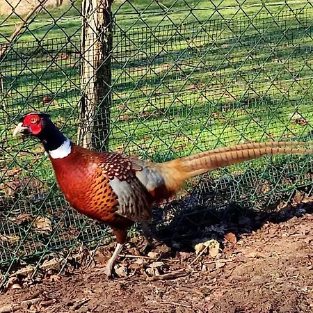 Vakantiehuis La P'tite Riviere Saint-Nabord