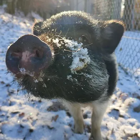 La P'tite Riviere Vakantiehuis Saint-Nabord