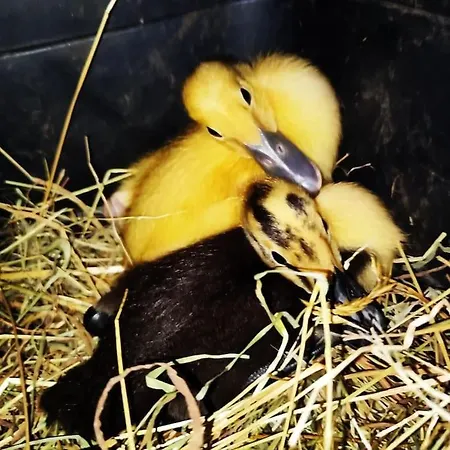 La P'tite Riviere Vakantiehuis Saint-Nabord