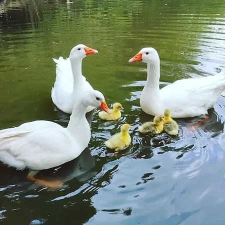 La P'tite Riviere Vakantiehuis *