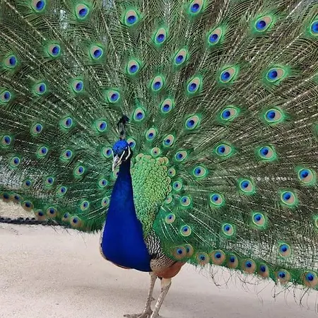 La P'tite Riviere * Saint-Nabord