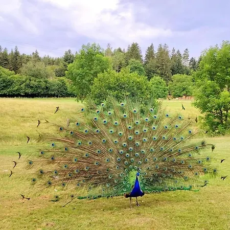 La P'tite Riviere Vakantiehuis Saint-Nabord