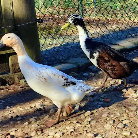 Vakantiehuis La P'tite Riviere