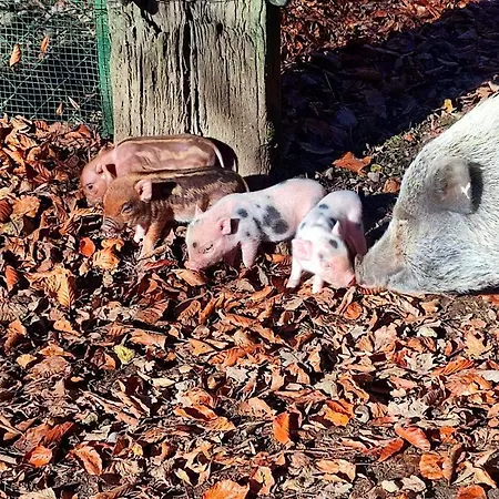 La P'tite Riviere Vakantiehuis