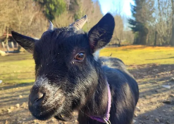 Prázdninový dům La P'tite Riviere *