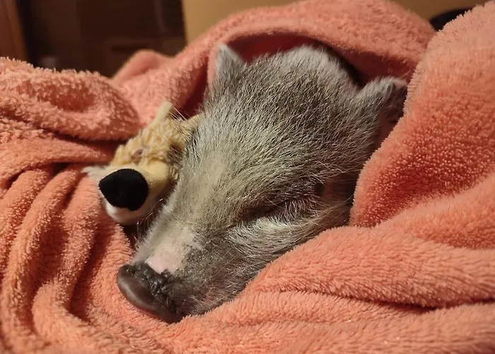 Prázdninový dům La P'tite Riviere Saint-Nabord