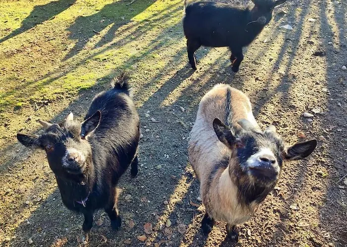 Prázdninový dům La P'tite Riviere *