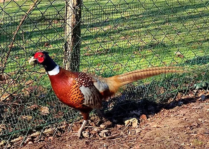 Prázdninový dům La P'tite Riviere Saint-Nabord