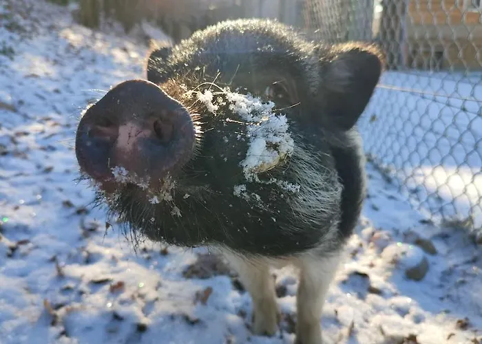 La P'tite Riviere Prázdninový dům Saint-Nabord