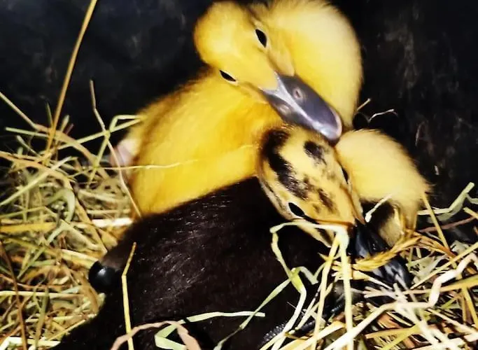 La P'tite Riviere Prázdninový dům Saint-Nabord