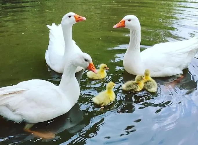 La P'tite Riviere Prázdninový dům *