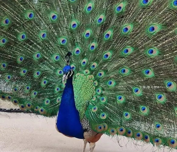 La P'tite Riviere * Saint-Nabord