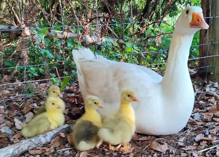 La P'tite Riviere Prázdninový dům