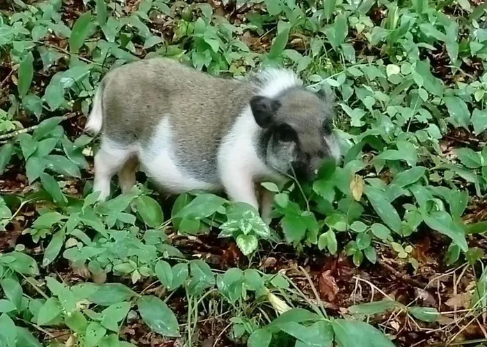 Prázdninový dům La P'tite Riviere Saint-Nabord