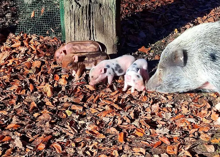 La P'tite Riviere Prázdninový dům